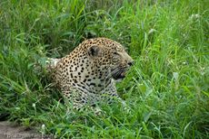 leopard (7 von 60).jpg
